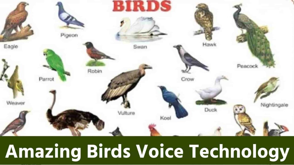 Amazing Birds Voice Technology